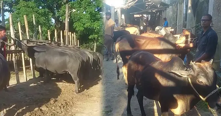 খামারি